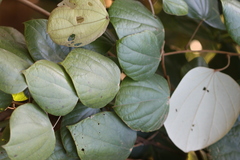 Coscinium fenestratum